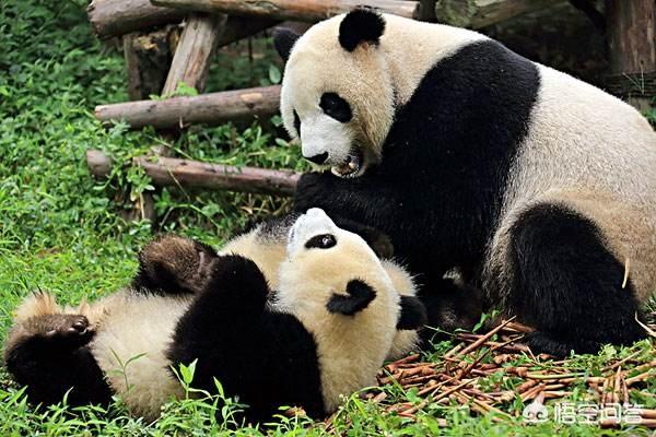 過(guò)年去成都玩，有什么特別的美食推薦？